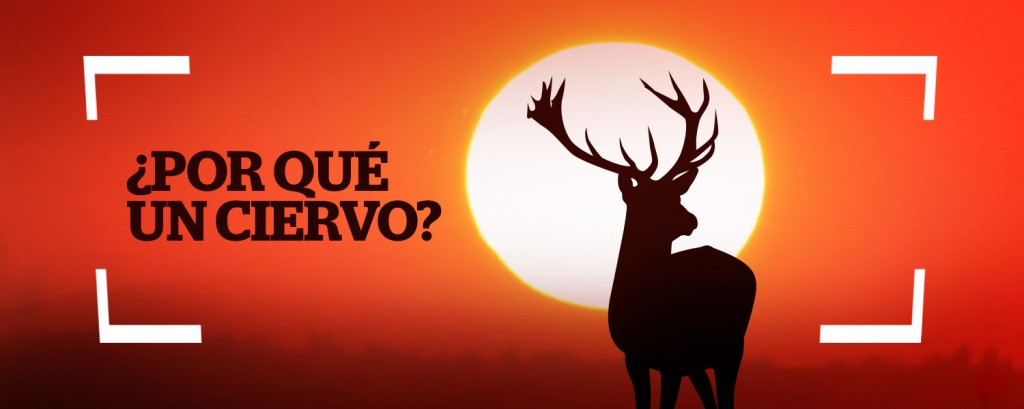 ciervo Uribe Trucks amanecer | @javygo